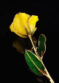 Gold Trimmed Rose in Yellow
