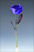 Copper Trimmed Rose in Blue Violet Pearl