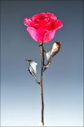 Copper Trimmed Rose in Fuchsia
