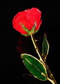 Natural Red Rose w/Gold Stem