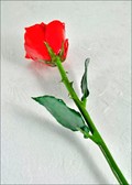 Natural Red Rose w/Natural Green Stem