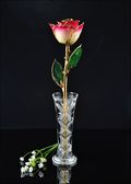 Gold Trimmed Rose in White/Burgundy with Bud Vase