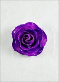 Medium Open Rose Blossom Pin in Lilac