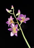 Lacquered Dendrobium Orchid 3 Blossom Stem, Lilac