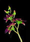 Lacquered 3 Blossom Dendrobium Orchid Stem in Purple/Green