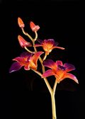 Lacquered 3 Blossom Dendrobium Orchid Stem in Purple/Orange