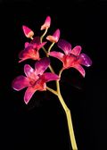 Lacquered 3 Blossom Dendrobium Orchid Stem in Purple/Pink