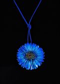 Gerbera Daisy in Blue with Leather Cord