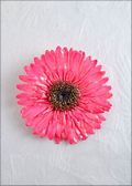 Gerbera Daisy Pin in Pink