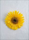 Gerbera Daisy Pin in Yellow