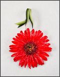 Gerbera Daisy Ornament in Red