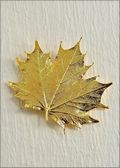 Sugar Maple