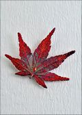 Japanese Maple