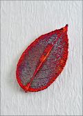 Rose Leaf