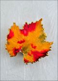 Grape Leaf, Lacquered in Fall Multi Colors