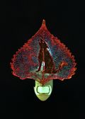 Coyote or Wolf Silhouette on Real Iridescent Cottonwood Leaf Nightlight