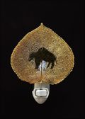 Buffalo Silhouette on Real 24K Gold Aspen Leaf Nightlight