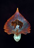 Buffalo Silhouette on Real Iridescent Cottonwood Leaf Nightlight