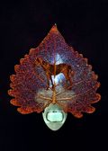 Western Horse Silhouette on Real Iridescent Cottonwood Leaf Nightlight