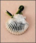 Real Shell Ornament in Silver - Pectin