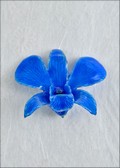 Dark Blue Natural Dendrobium Orchid Pin