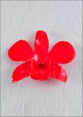 Red Natural Dendrobium Orchid Pin