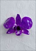 Purple Natural Dendrobium Orchid Pin