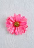 Light Pink Daisy Bar Pin