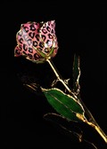 Gold Trimmed Pink Leopard Rose