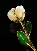 Gold Trimmed Rose in Cream White