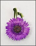 Gerbera Daisy Ornament in Purple