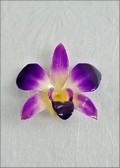 Purple White Natural Dendrobium Orchid Pin