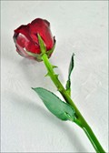 Natural Burgundy Rose with Natural Green Stem