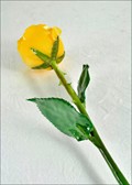 Natural Yellow Rose with Natural Green Stem