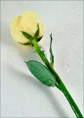 Natural White Rose with Natural Green Stem