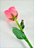Natural Pink Rose with Natural Green Stem