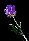 Silver Trimmed Rose in Lilac
