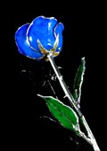 Silver Trimmed Rose in Blue