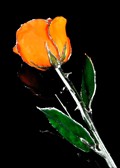 Silver Trimmed Rose in Orange