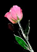 Silver Trimmed Rose in Pink