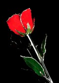 Silver Trimmed Rose in Red