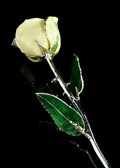 Silver Trimmed Rose in White/Ivory