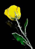 Silver Trimmed Rose in Yellow