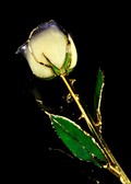 Gold Trimmed Rose in White Twilight