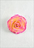 Medium Open Rose Blossom Pin in White Pink