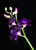 Lacquered 3 Blossom Dendrobium Orchis Stem in Purple
