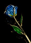 Gold Trimmed Rose in Blue and Black Zebra Stripes
