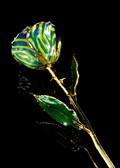 Gold Trimmed Rose in Blue Yellow Zebra Stripes