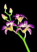 Lacquered 3 Blossom Dendrobium Orchid in Purple White