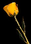 Gold Trimmed Rose in Saffron Yellow
